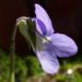 Zurück zum kompletten Bilderset März Veilchen - Viola odorata