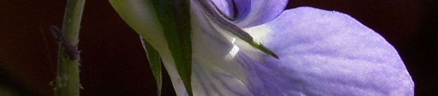 Anklicken um das ganze Bild zu sehen  März Veilchen - Viola odorata