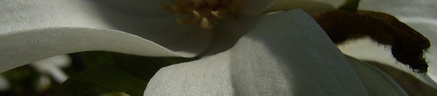 Anklicken um das ganze Bild zu sehen  Weidenblättrige Magnolie Blüte weiss Magnolia salicifolia