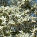Zurück zum kompletten Bilderset Kobushi-Magnolie Blüte weiß Magnolia kobus