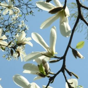 Magnolie Magnolia 03