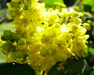 Mahonie Bluete gelb Mahonia aquifolium 01