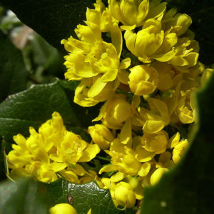 Mahonie Bluete gelb Mahonia aquifolium 03