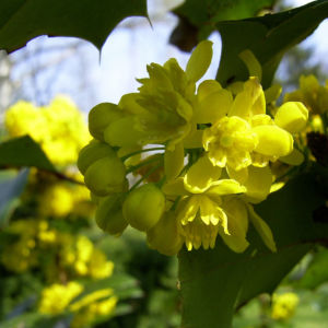 Mahonie Bluete gelb Mahonia aquifolium 05