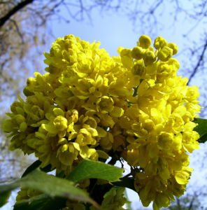 Mahonie Bluete gelb Mahonia aquifolium 06