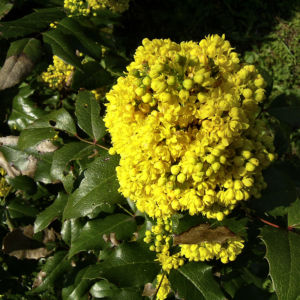 Mahonie Bluete gelb Mahonia aquifolium 08