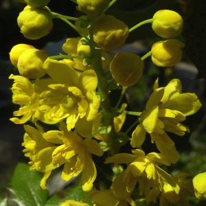 Mahonie Bluete Mahonia aquifolium 01