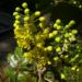 Zurück zum kompletten Bilderset Gewöhnliche Mahonie Blüte gelb Mahonia aquifolium