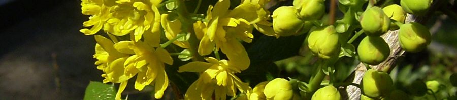 Anklicken um das ganze Bild zu sehen  Gewöhnliche Mahonie Blüte gelb Mahonia aquifolium
