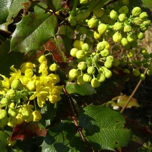 Mahonie Bluete Mahonia aquifolium 03