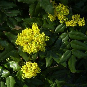 Mahonie Bluete Mahonia aquifolium 04