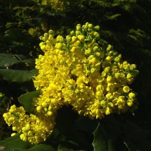 Mahonie Bluete Mahonia aquifolium 05
