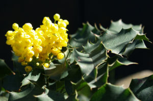 Mahonie Strauch immergruen Blute gelb Mahonia aquifolium 01