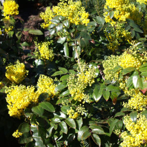 Mahonie Strauch immergruen Blute gelb Mahonia aquifolium 02