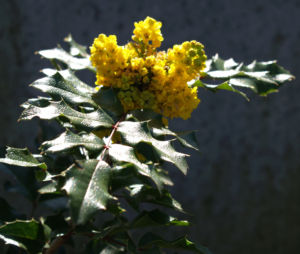 Mahonie Strauch immergruen Blute gelb Mahonia aquifolium 03