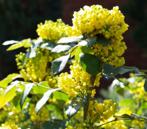 Mahonie Strauch immergruen Blute gelb Mahonia aquifolium 04