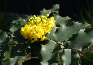 Mahonie Strauch immergruen Blute gelb Mahonia aquifolium 05