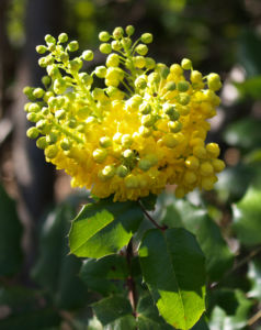 Mahonie Strauch immergruen Blute gelb Mahonia aquifolium 06
