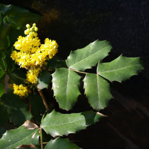 Mahonie Strauch immergruen Blute gelb Mahonia aquifolium 08
