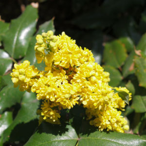 Mahonie Strauch immergruen Blute gelb Mahonia aquifolium 09