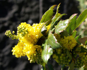 Mahonie Strauch immergruen Blute gelb Mahonia aquifolium 10
