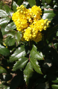 Mahonie Strauch immergruen Blute gelb Mahonia aquifolium 11