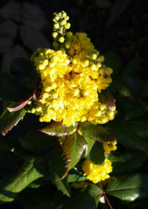 Mahonie Strauch immergruen Blute gelb Mahonia aquifolium 12