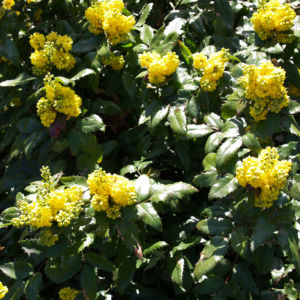 Mahonie Strauch immergruen Blute gelb Mahonia aquifolium 13