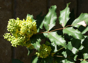 Mahonie Strauch immergruen Blute gelb Mahonia aquifolium 15