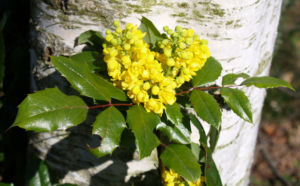 Mahonie Strauch immergruen Blute gelb Mahonia aquifolium 17