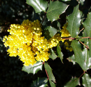 Mahonie Strauch immergruen Blute gelb Mahonia aquifolium 20