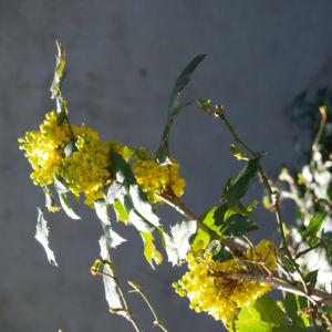 Mahonie Strauch immergruen Blute gelb Mahonia aquifolium 21