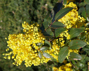 Mahonie Strauch immergruen Blute gelb Mahonia aquifolium 23