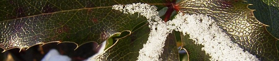 Anklicken um das ganze Bild zu sehen  Mahonie Winterblatt grün Mahonia