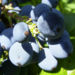 Zurück zum kompletten Bilderset Mahonie Frucht blau Mahonia