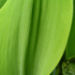 Zurück zum kompletten Bilderset Maiglöckchen Blüte weiß Convallaria majalis