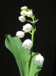Bild:  Maiglöckchen Blüte weiß Convallaria majalis