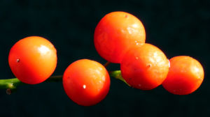 Maigloeckchen Fruechte rote Beeren Convallaria majalis 02