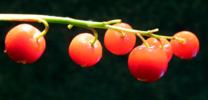 Maigloeckchen Fruechte rote Beeren Convallaria majalis 03