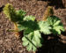 Zurück zum kompletten Bilderset Mammutblatt Blätter grün Gunnera manicata