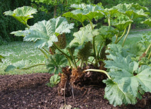 Mammutblatt Blaetter gruen Gunnera manicata Blatt gruen 04
