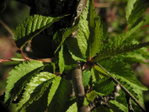Mandelbaum Blatt gruen Prunus dulcis 07