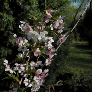 Mandelbaum Bluete weiß rot Prunus dulcis 02