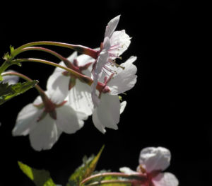 Mandelbaum Bluete weiß rot Prunus dulcis 22