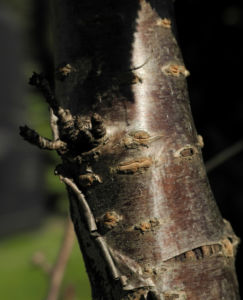 Mandelbaum Rinde rot braun Prunus dulcis 01