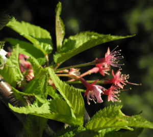 Mandelbaum verblueht rot Prunus dulcis 08
