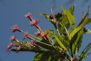 Mandelbaum verblueht rot Prunus dulcis 09