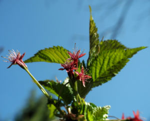 Mandelbaum verblueht rot Prunus dulcis 11