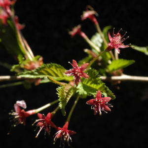 Mandelbaum verblueht rot Prunus dulcis 12