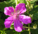Zurück zum kompletten Bilderset Manescouts Reiherschnabel Blüte pink Erodium manescavii